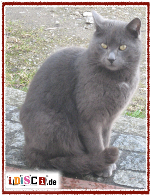 Grey Cat Found / Katze gefunden (Grau)